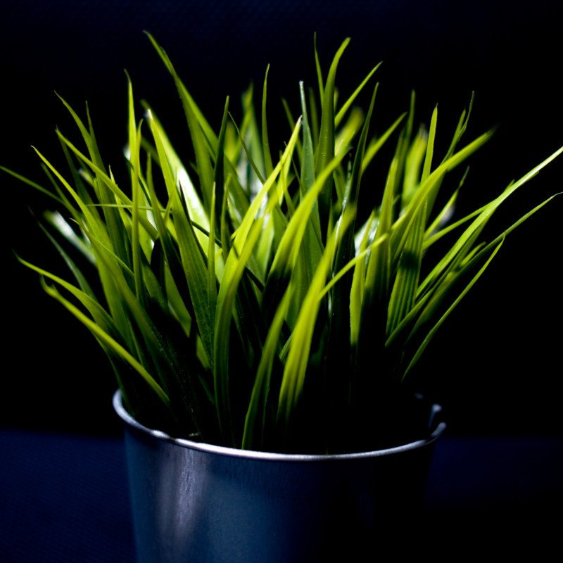 Frisches Zitronengras-Bündel, Küchenkraut mit grünen Stängeln und langen Blättern, freigestellt auf weißem Hintergrund