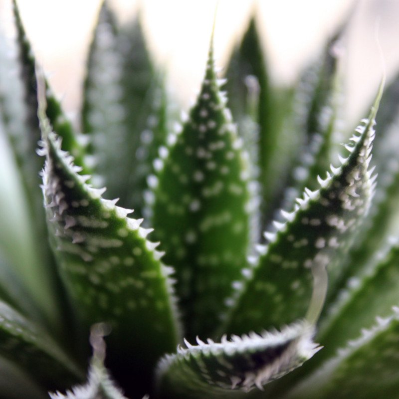 Aloe-Vera-Topf mit dicken, gezackten grünen Blättern in natürlichem Licht – pflegeleichte Sukkulente