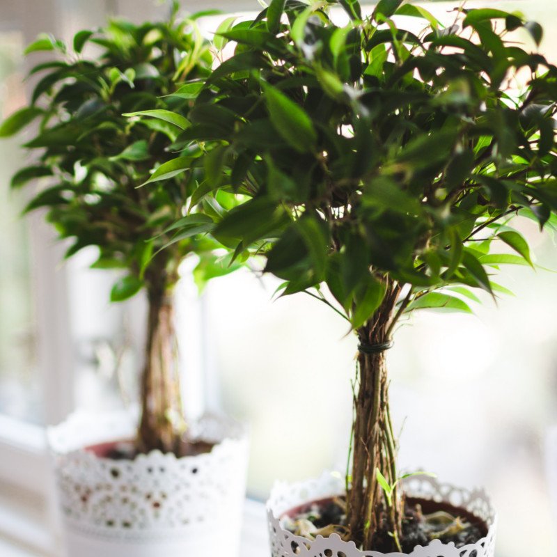 Birkenfeige (Ficus benjamina) als großer Topf-Pflanze mit üppigem grünem Laub im modernen Wohnzimmer