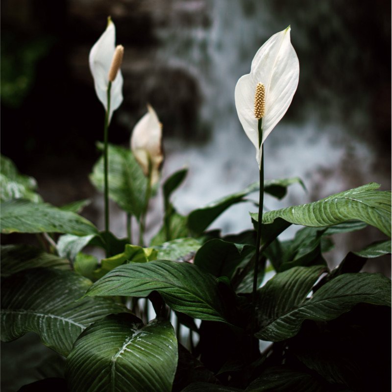 Einblatt (Spathiphyllum) Zimmerpflanze mit grünen Blättern und weißer Blüte im Topf vor neutralem Hintergrund
