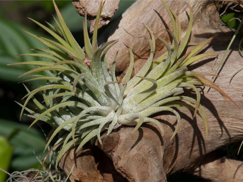 Sukkulenten in upcyceltem Holzgefäß — kleine grüne Hauspflanzen in rustikalem Holzkasten als nachhaltige Dekoration