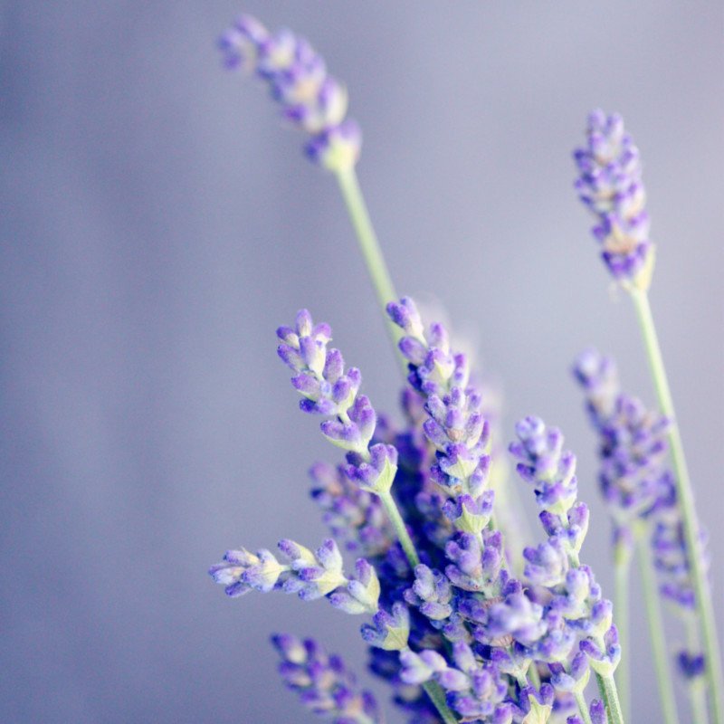 Nahaufnahme lila Lavendelblüten mit grünen Stängeln vor unscharfem Naturhintergrund, ruhige, provenzalische Stimmung
